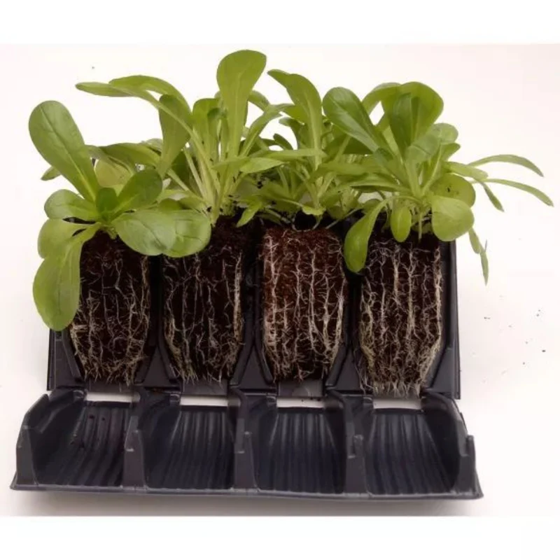 Rapid Rootrainer Propagation System With Tray and Lid