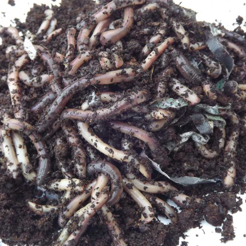 Lobworms Soil Improver Nutrient Rich