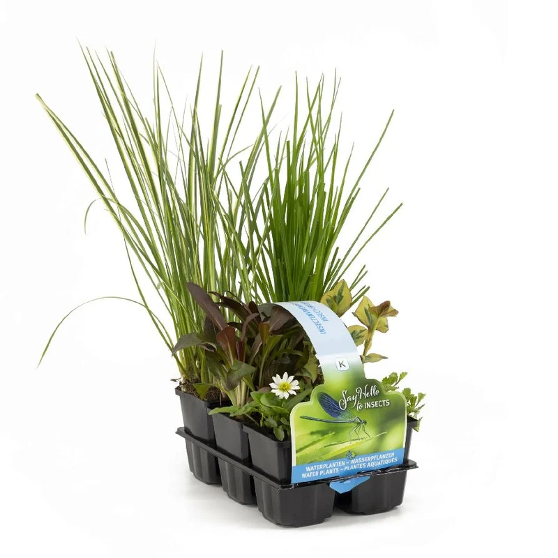 Insektsvänliga vattenväxter 6-pack