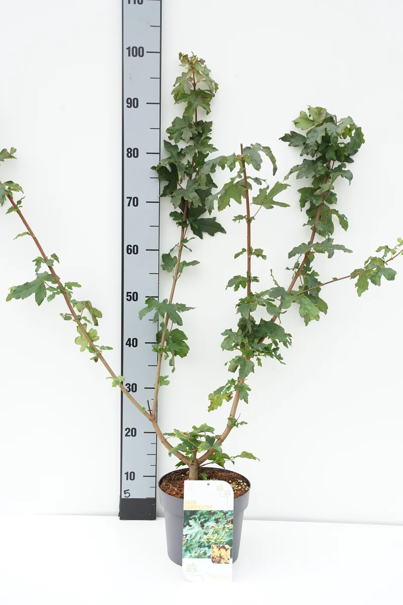 Acer campestre C3 (3 liters kruka) / 19 cm kruka 40-60 cm