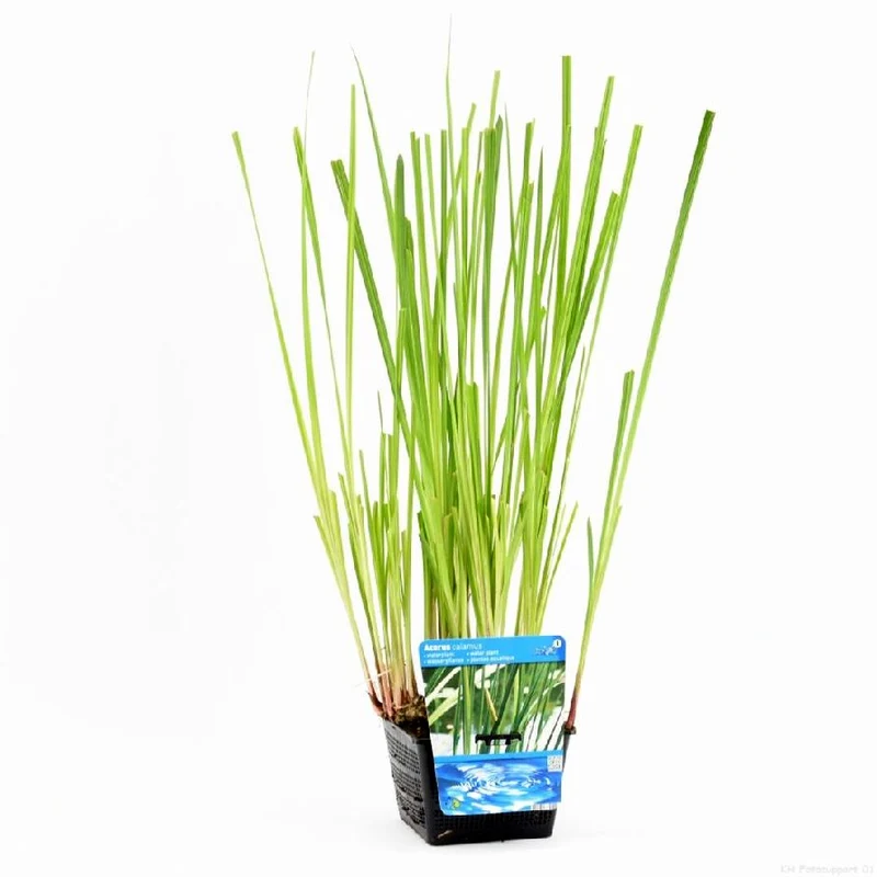 Acorus calamus dammkorg 18x18 cm