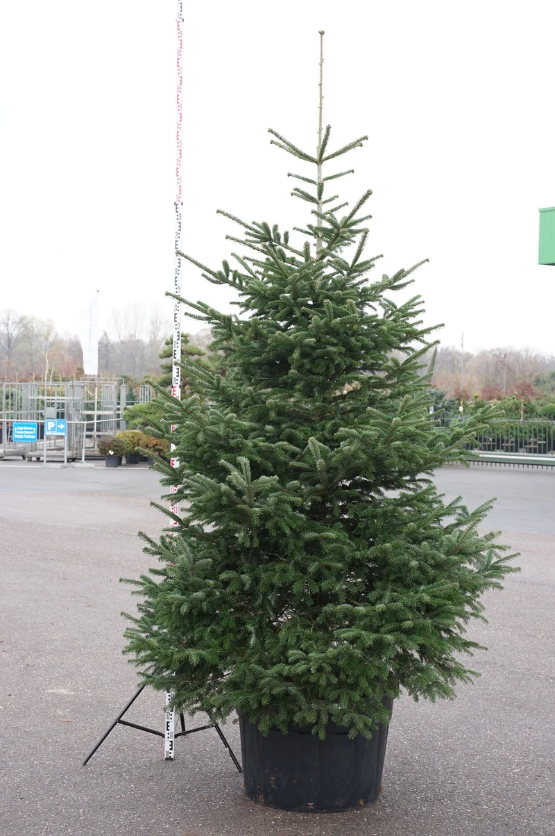 Abies nordmanniana C230 (230 liters kruka) 250-300 cm Solitär