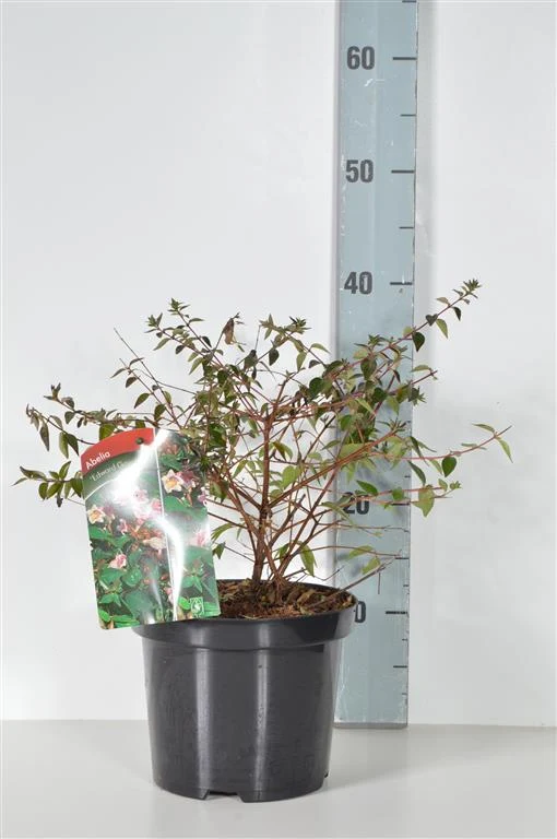 Abelia 'Edward Goucher' C3 (3 liters kruka) / 19 cm kruka 25–30 cm