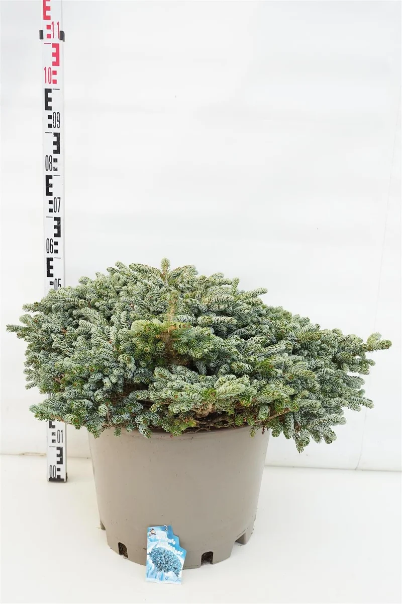 Abies koreana 'Kohout's Icebreaker' C40 (40 liters kruka) 60-70 cm