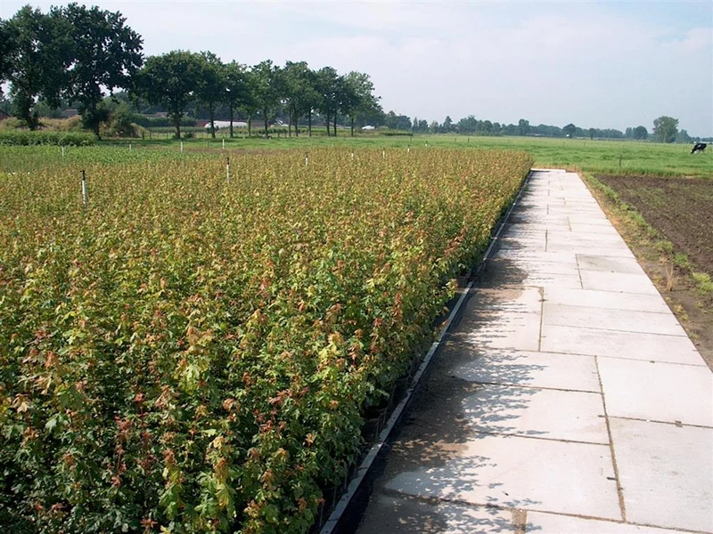 Acer campestre 40-60 cm