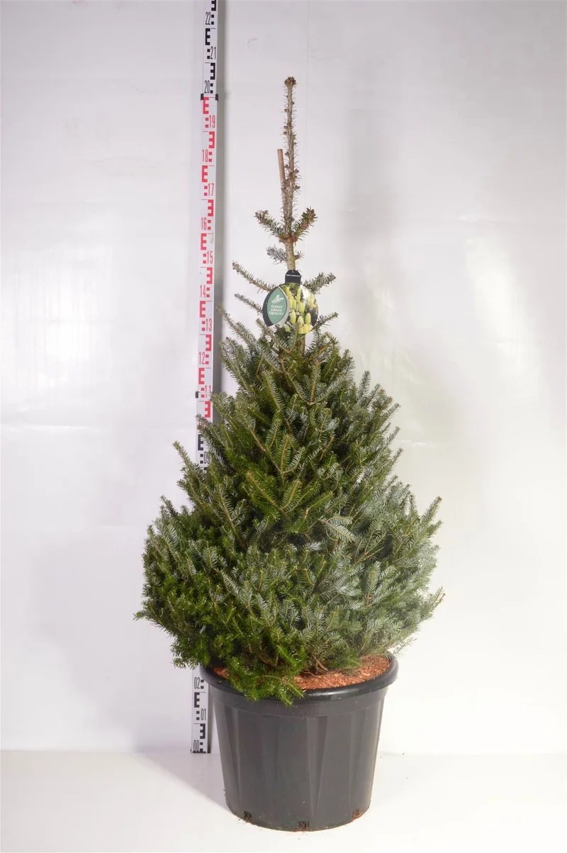 Abies koreana C65 (65 liters kruka) 125-150 cm