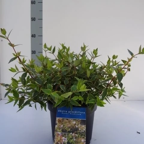 Abelia grand. 'Happy Daydream' C2 (2 liters kruka) 25-30 cm