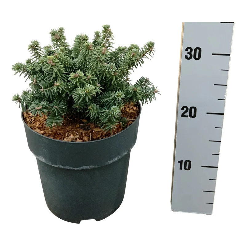 Abies balsamea 'Piccolo' C5 (5 liters kruka) / 23 cm kruka 15-20 cm