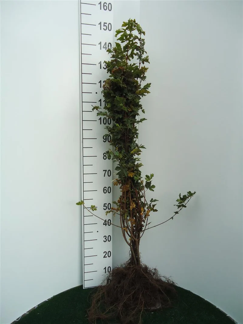Acer campestre 1+1 60-100 cm