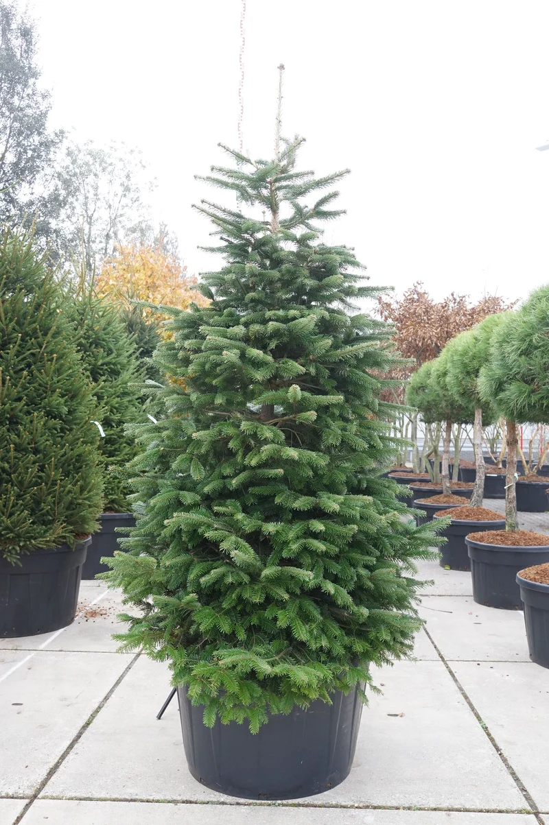 Abies nordmanniana 225-250 cm C285 (285 liters kruka) solitär