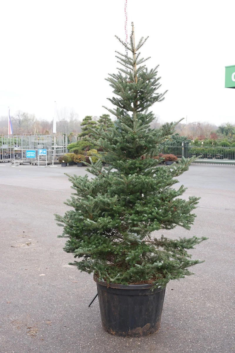 Abies koreana C180 (180 liters kruka) 225-250 cm