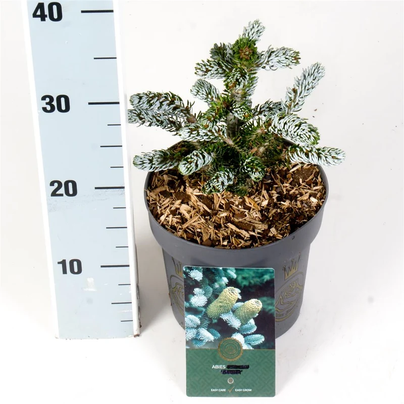 Abies koreana 'Kohout's Icebreaker' C2,5 (2,5 liters kruka) 15-20 cm