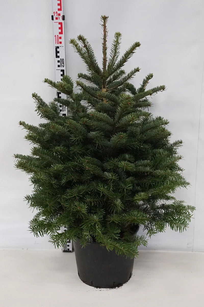 Abies nordmanniana (Kungsgran) C15 (15 liters kruka) 80-100 cm