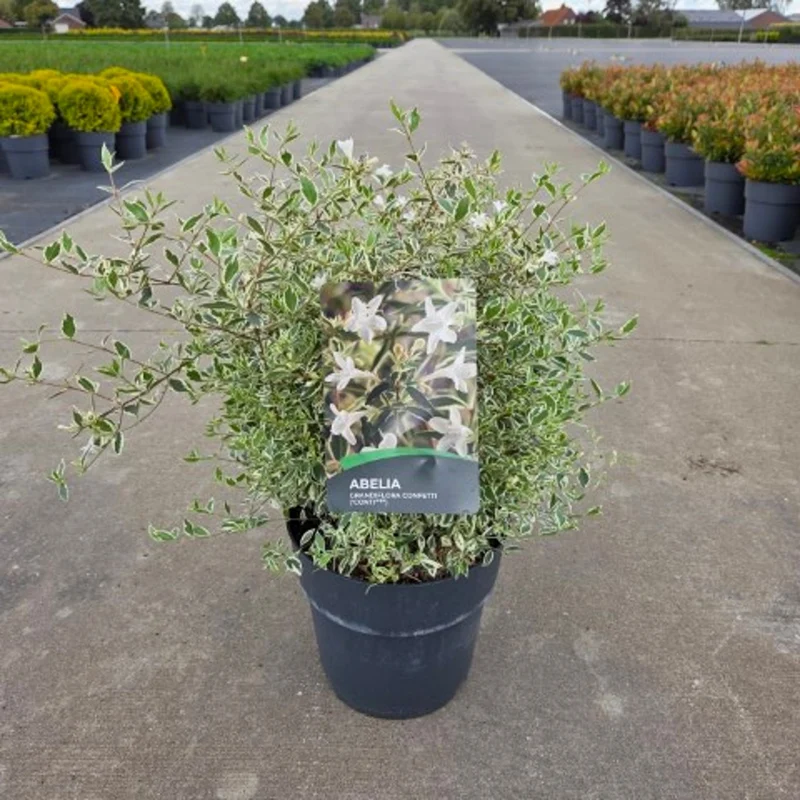 Abelia grand. 'Confetti' C10 (10 liters kruka) 40-50 cm