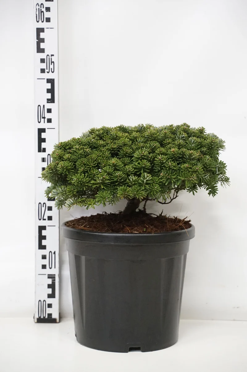 Abies koreana 'Brillant' C7,5 (7,5 liters kruka) 25–30 cm