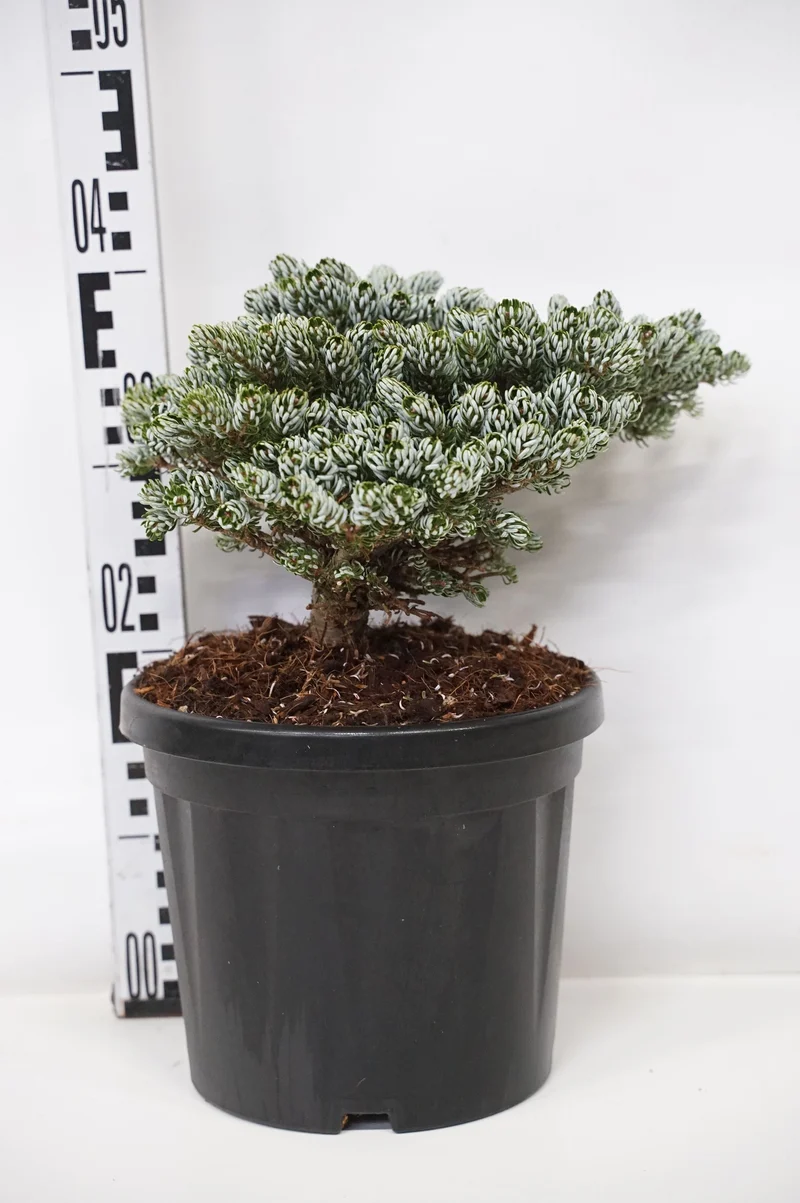 Abies koreana 'Kohout's Icebreaker' C7,5 (7,5 liters kruka) 20-25 cm