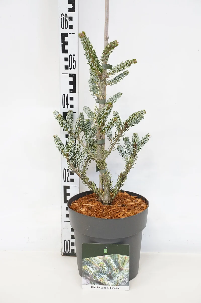 Abies koreana 'Silberlocke' C5 (5 liters kruka) 30-40 cm