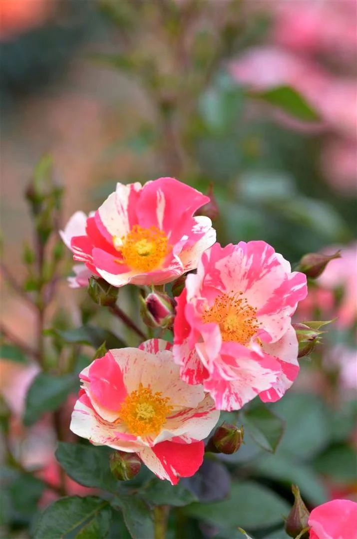 Rosa 'Mind Games' C5 (5 liters kruka / 23 cm kruka)