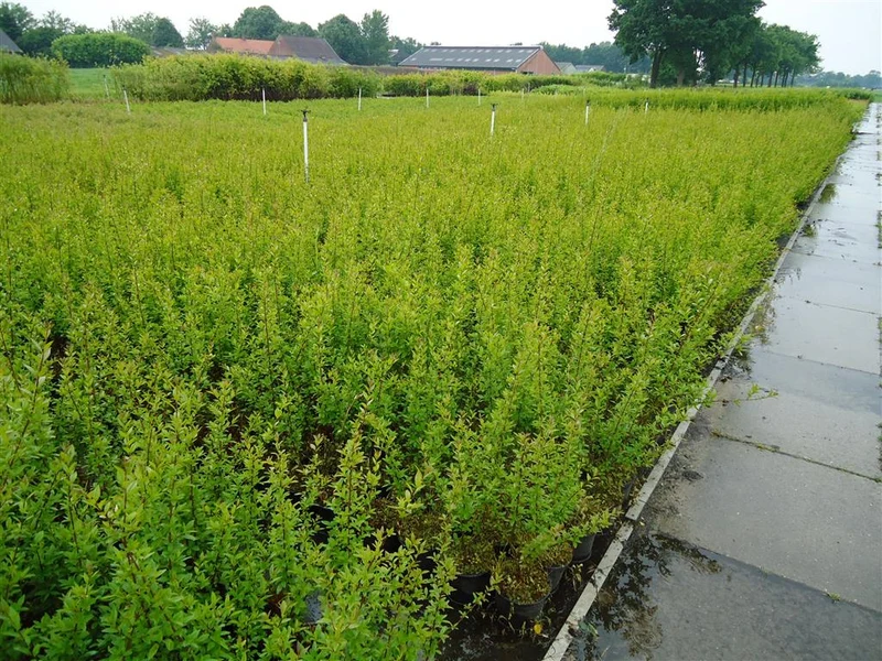 Ligustrum vulg. 'Atrovirens' 100-125 cm BR