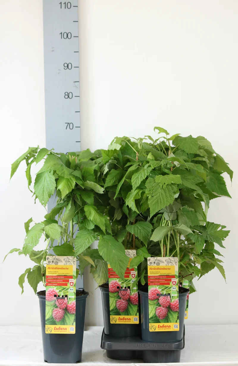 Rubus idaeus 'Autumn Happy'® Primberry® C3 (3 liters kruka) 40-60 cm