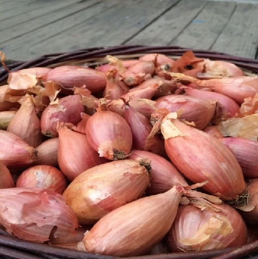 Sättlök Bananschalottenlök 'Longor' 250g