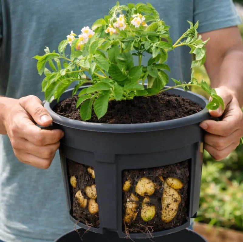 Potato Grow Pot for Home Grown Potatoes