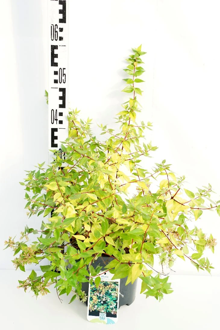 Abelia grand. 'Francis Mason' C3 (3 liters kruka) 25-30 cm