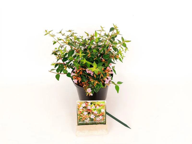 Abelia 'Edward Goucher' C1,5 (1,5 liters kruka) 20-30 cm