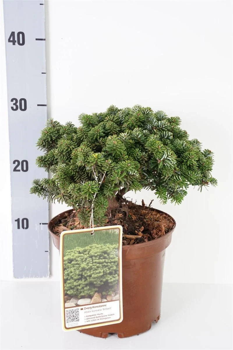 Abies koreana 'Brillant' 20-25 cm C3 (3 liters kruka)
