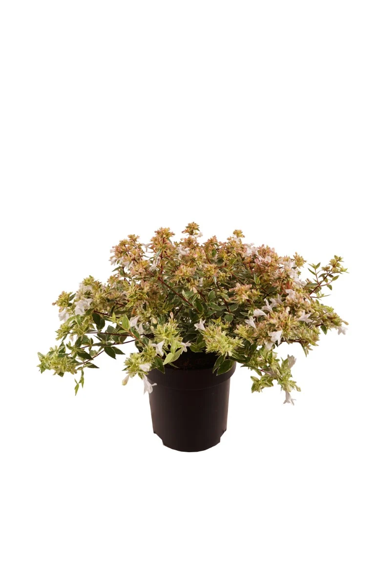 Abelia grand. 'Jelly Beans' C3 (3 liters kruka) 30-40 cm