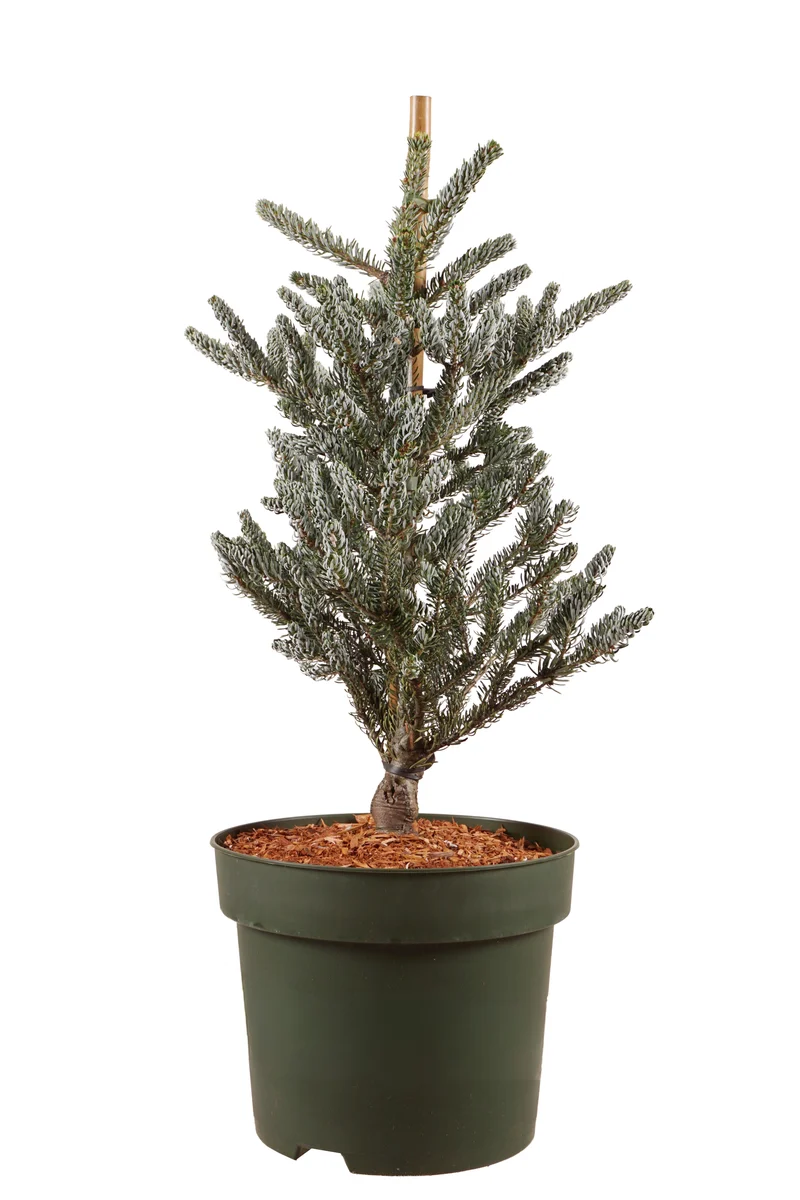 Abies koreana 'Silberlocke' C10 (10 liters kruka) 50-60 cm