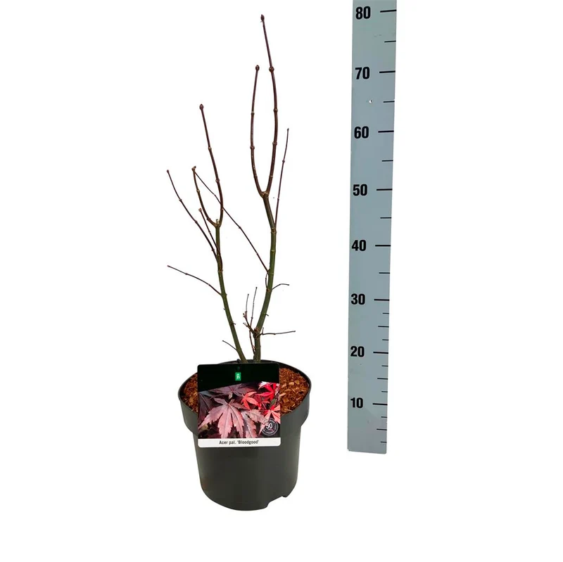 Acer palmatum 'Bloodgood' C5 (5 liters kruka) 50-60 cm