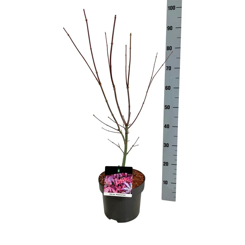 Acer palmatum 'Atropurpureum' C5 (5 liters kruka) 50-60 cm