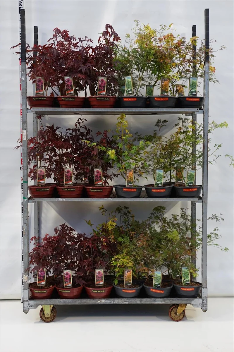 Acer palmatum i sorter C5 (5 liters kruka) / 23 cm bonsai-dekorkruka
