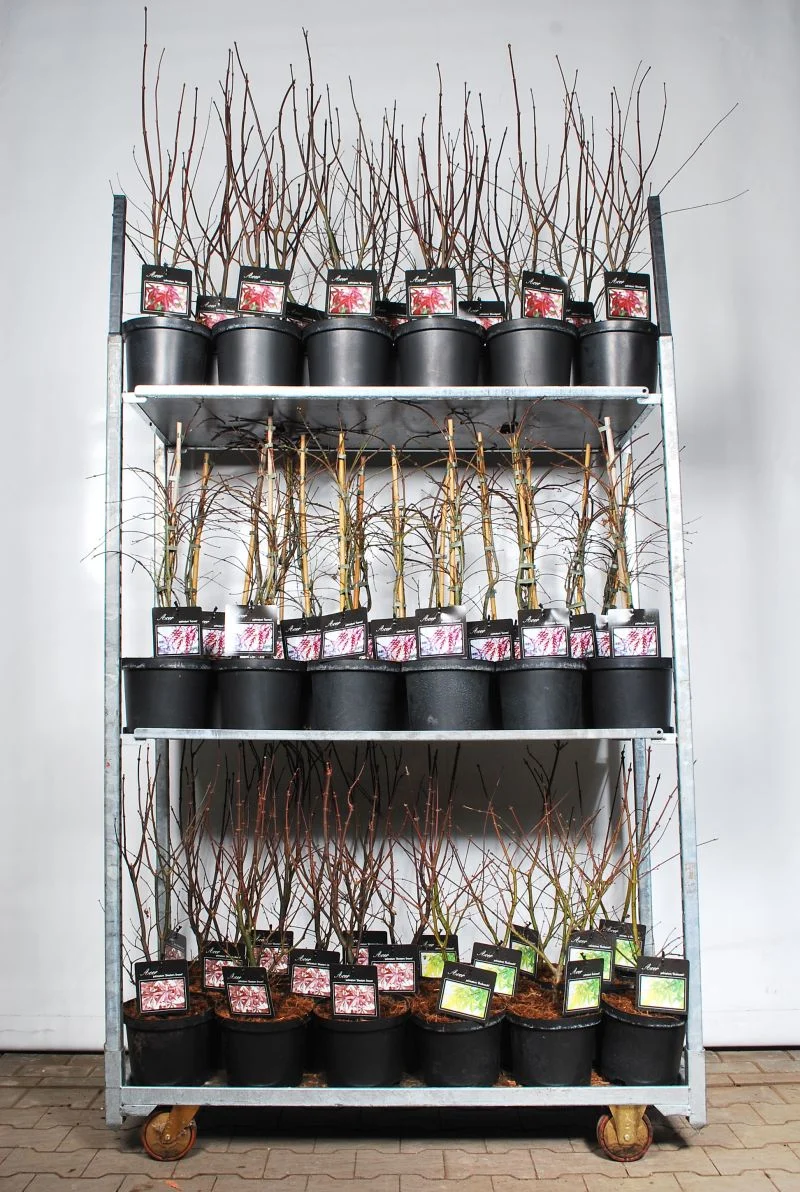 Acer palmatum i sorter C5 (5 liters kruka) 50-60 cm