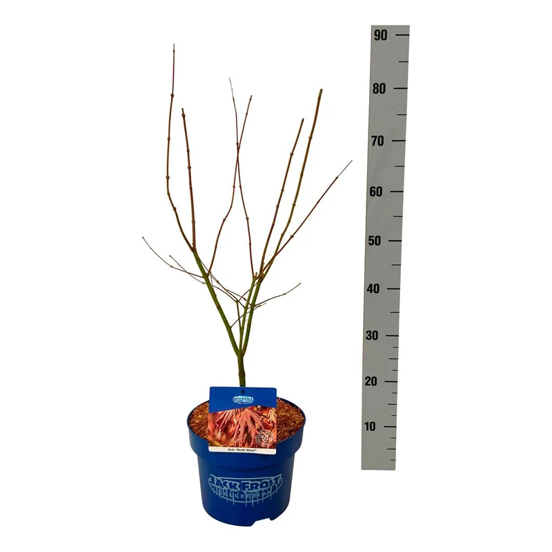 Acer 'North Wind'® (Jack Frost) C5 (5 liters kruka) 50-60 cm