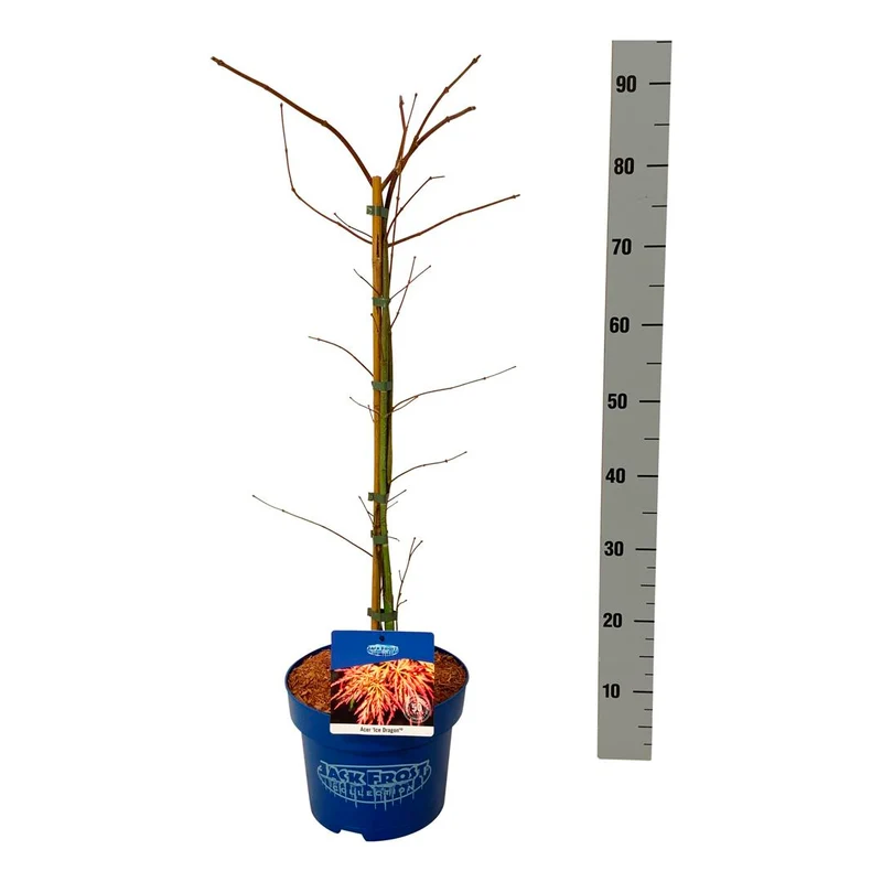 Acer 'Ice Dragon'® (Jack Frost) C5 (5 liters kruka) 50-60 cm