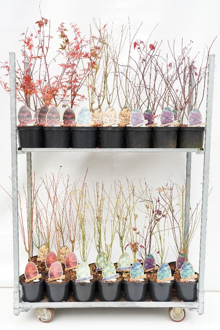 Acer palmatum (Japansk lönn) i sorter, C3,5 (3,5 liters kruka), 40-50 cm