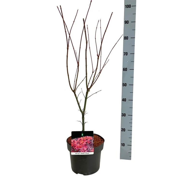 Acer palmatum 'Skeeter's Broom' C5 (5 liters kruka) 50-60 cm