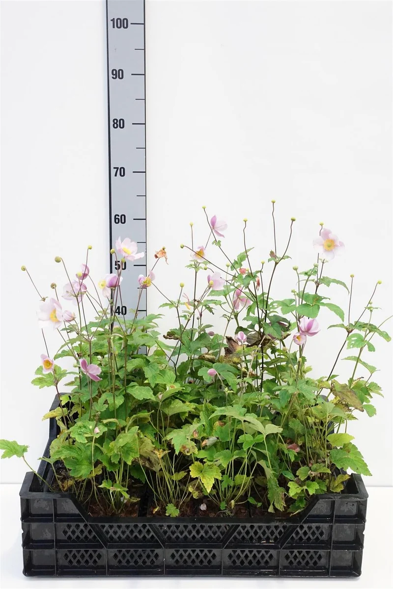 Anemone hup. 'September Charm' 9 cm kruka