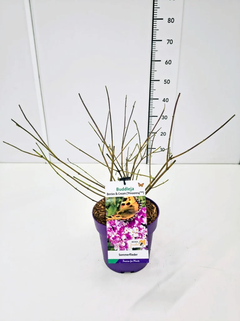 Buddleja d. 'Berries and Cream'® C5 (5 liters kruka) / 23 cm kruka