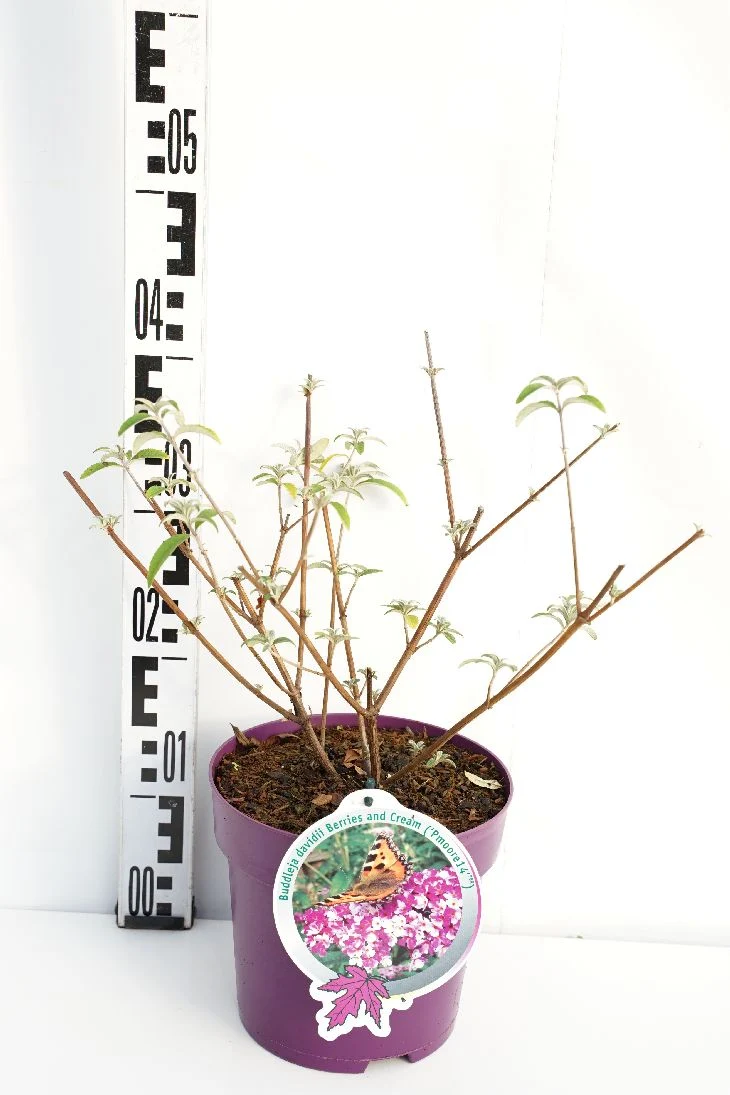 Buddleja d. 'Berries and Cream'® C3 (3 liters kruka)