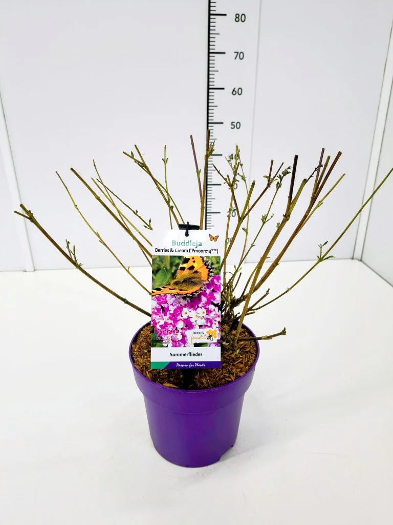 Buddleja d. 'Berries and Cream'® C3 (3 liters kruka)