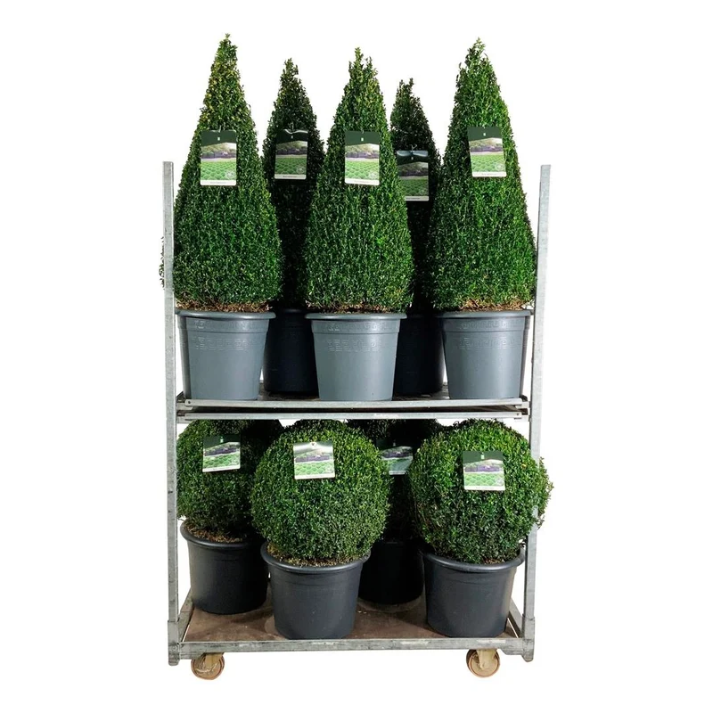Buxus sempervirens Mix CC 4