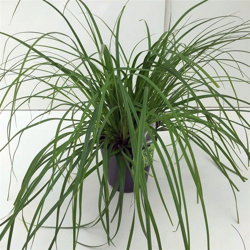 Carex 'Evergreen' C2 (2 liters kruka)