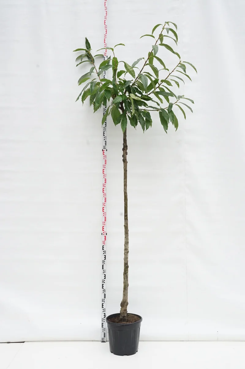 Castanea sativa 'Lyon' Stam 200 cm 10-12 cm C25 (25 liters kruka)