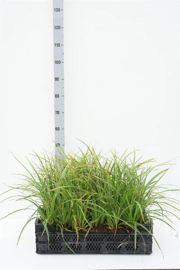 Carex morrowii 'Ice Dance' 9 cm kruka