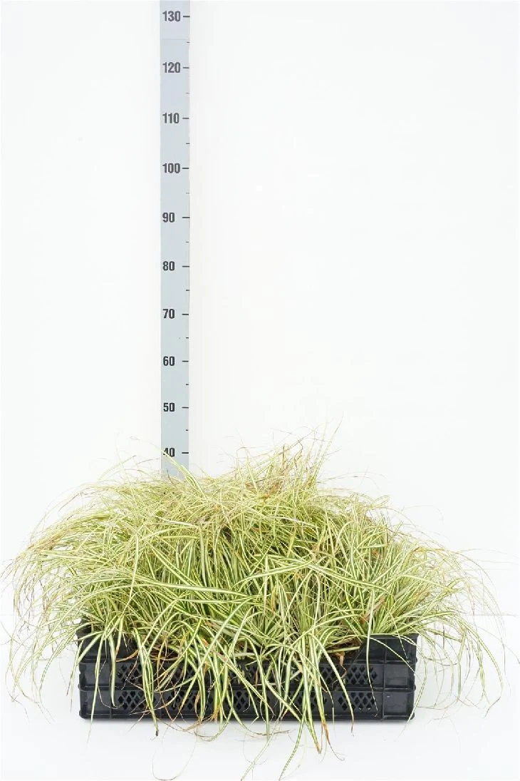 Carex oshim. 'Evergold' 9 cm kruka