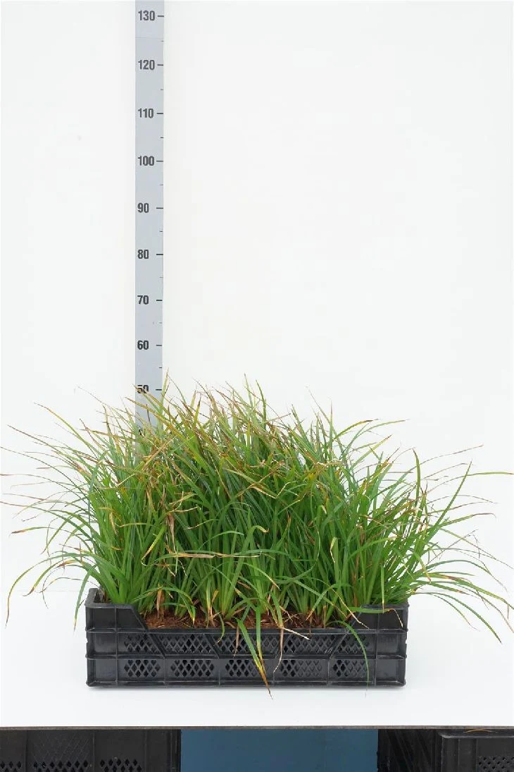 Carex morrowii 'Irish Green' 9 cm kruka