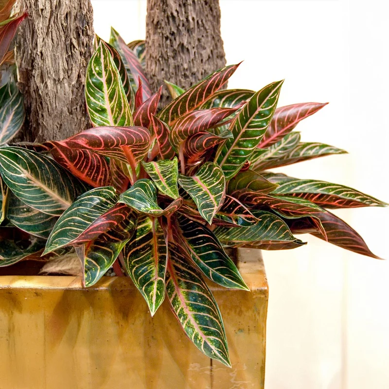 Croton Magnificent Shrub